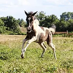 Dom wakacyjny Ferme Equestre Avec Piscine