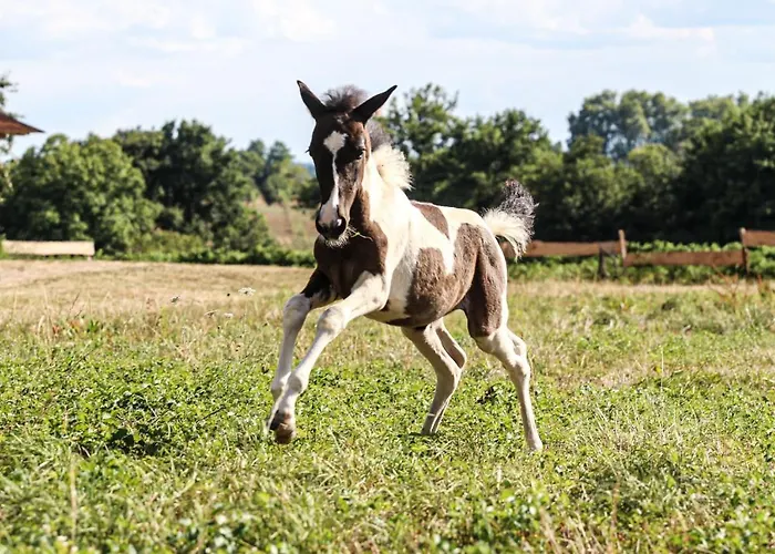Vakantiehuis Ferme Equestre Avec Piscine