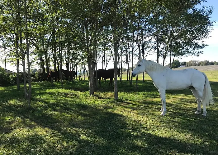 Ferme Equestre Avec Piscine *