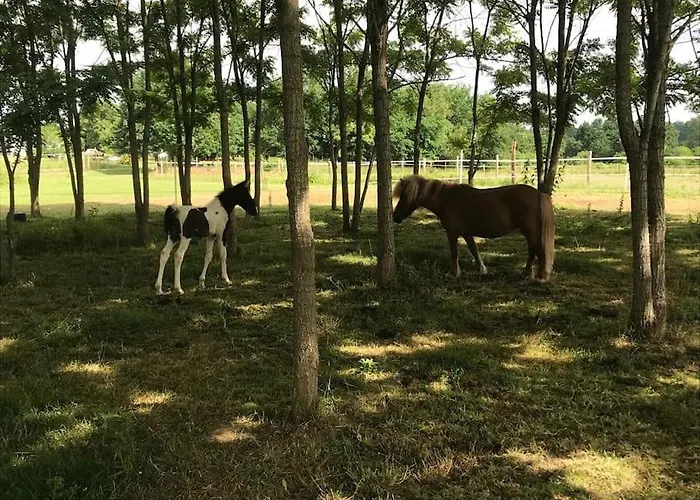 Ferme Equestre Avec Piscine