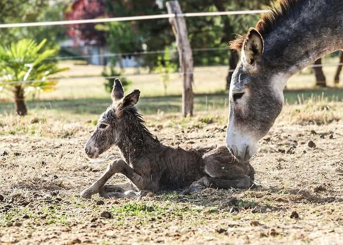 Vakantiehuis Ferme Equestre Avec Piscine