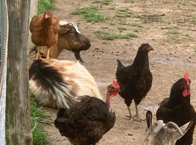 Ferme Equestre Avec Piscine Vakantiehuis Castex (Gers)