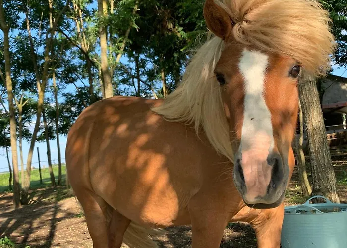 Ferme Equestre Avec Piscine Vakantiehuis *