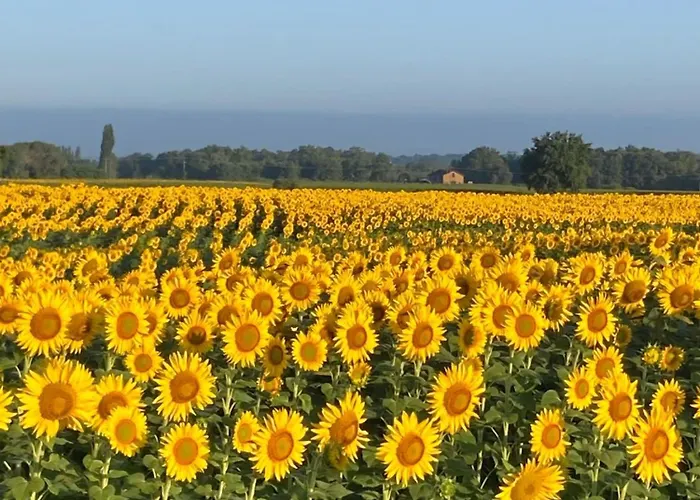 Ferme Equestre Avec Piscine *
