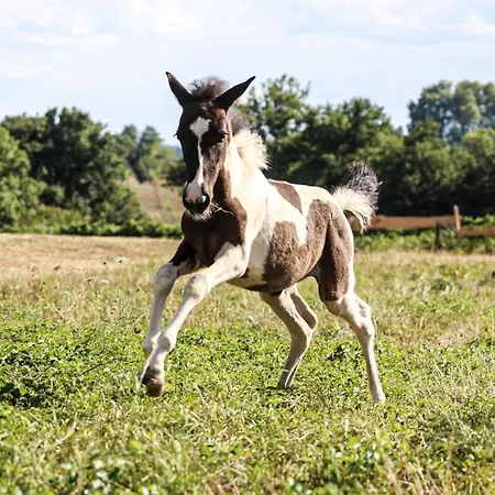 度假居 Ferme Equestre Avec Piscine