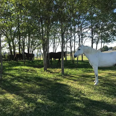 Ferme Equestre Avec Piscine *