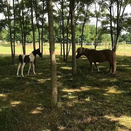 Ferme Equestre Avec Piscine