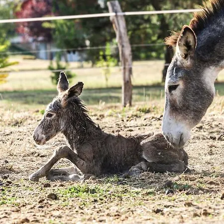 度假居 Ferme Equestre Avec Piscine