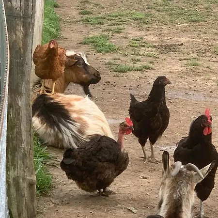 Ferme Equestre Avec Piscine 度假居 Castex (Gers)