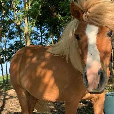Ferme Equestre Avec Piscine Casa de Férias *